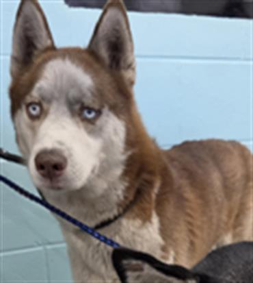 Adoptable Dog