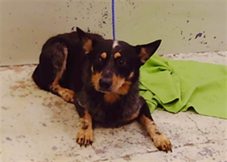 Adoptable Dog