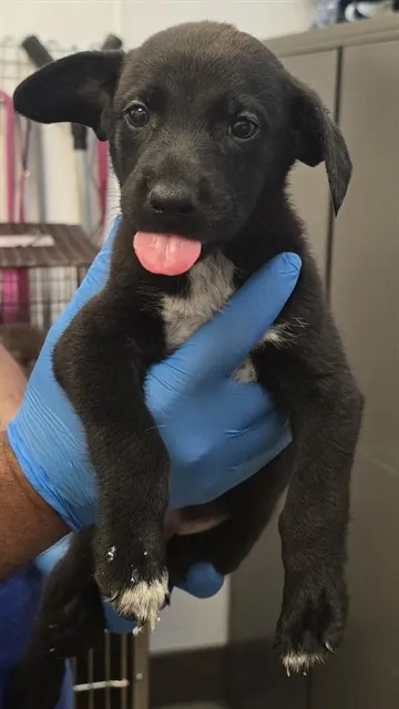 Adoptable Dog