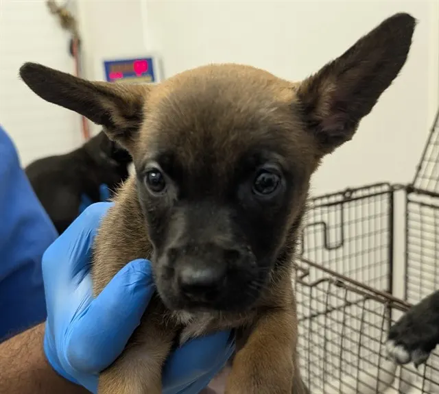 Adoptable Dog