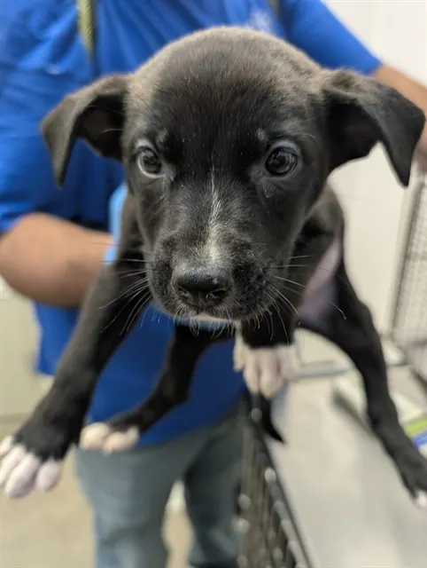 Adoptable Dog