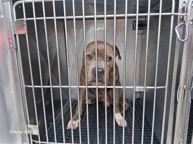 Adoptable Dog