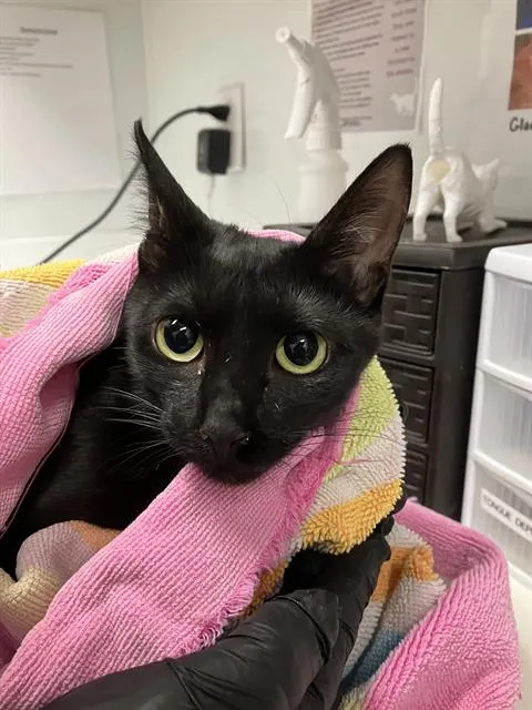 Adoptable Cat