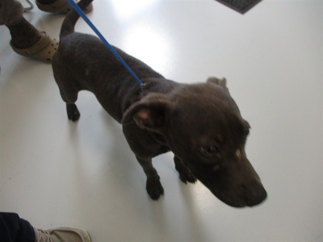 Adoptable Dog