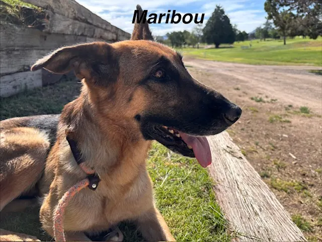 Nala