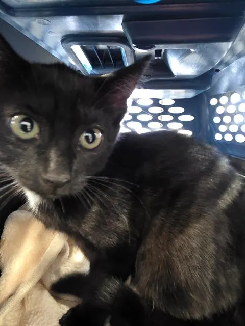 Adoptable Cat