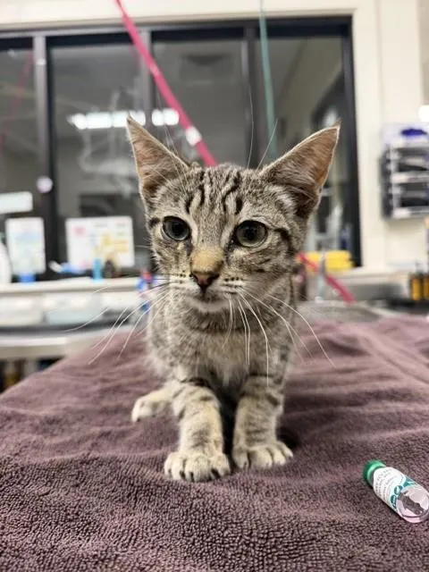 Adoptable Cat