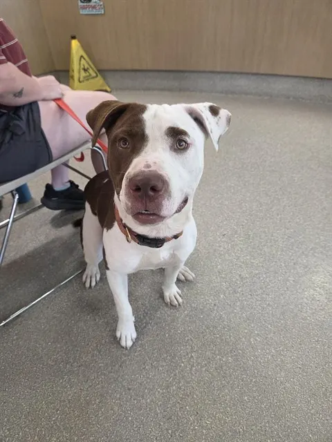 Adoptable Dog