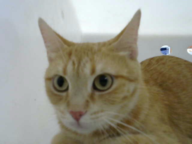 Cleo