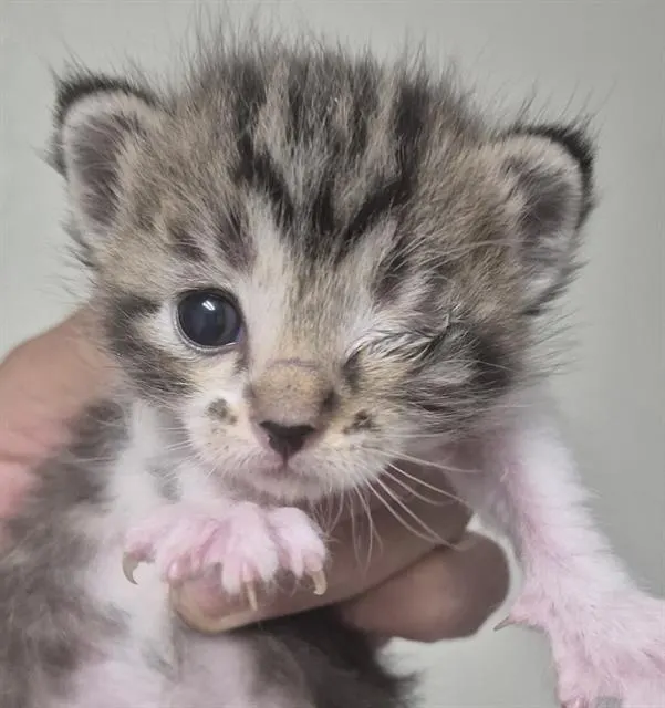 Nala