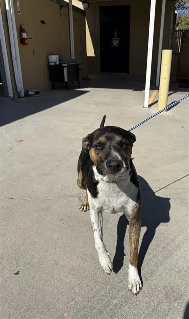 Adoptable Dog
