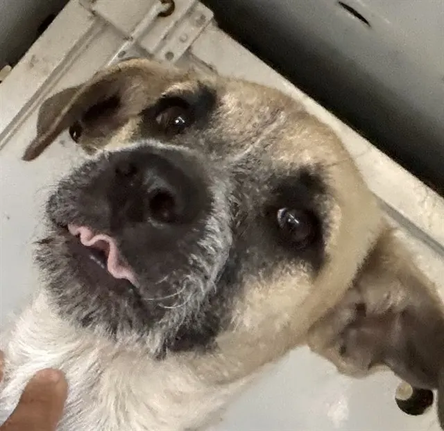 Frankie