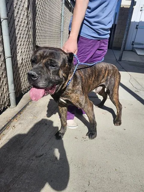 Adoptable Dog