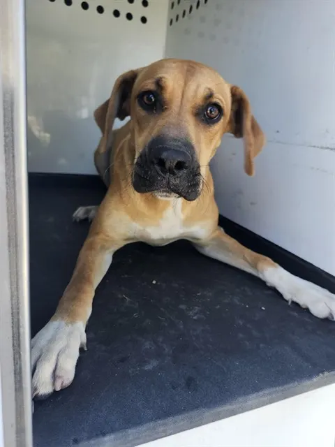 Adoptable Dog