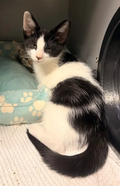 Titi