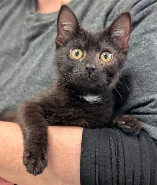 Salem