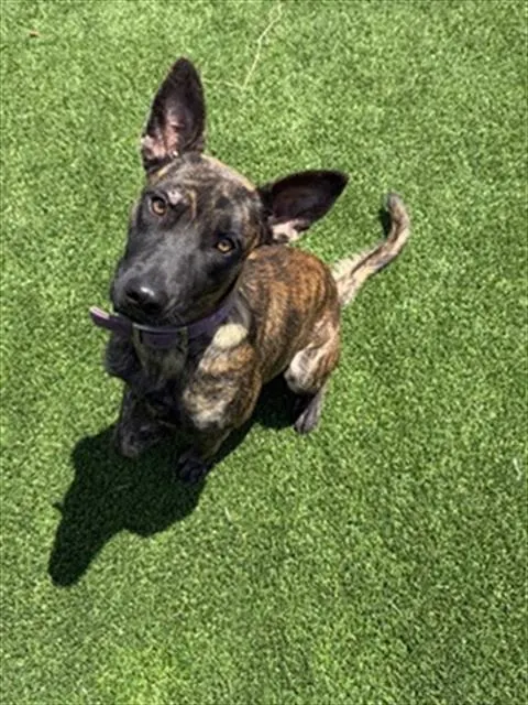 Gigi