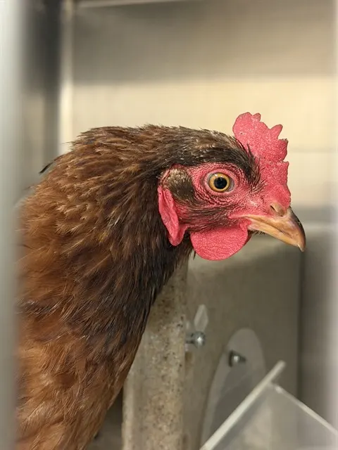 Paprika
