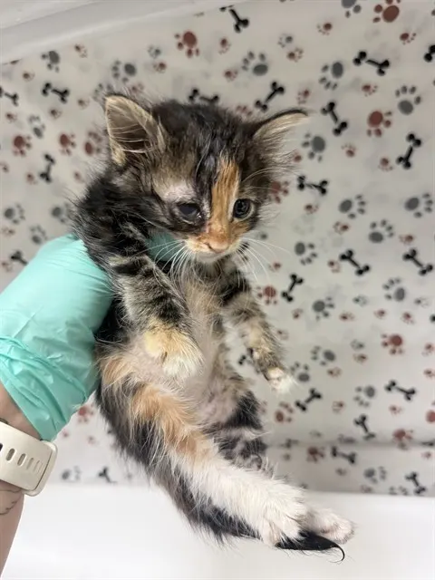 Adoptable Cat