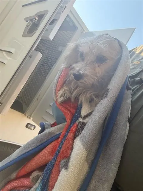 Adoptable Dog