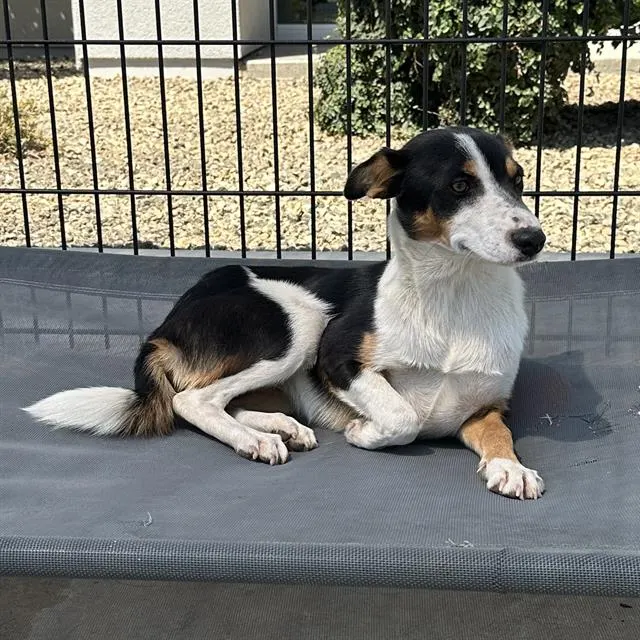 Adoptable Dog