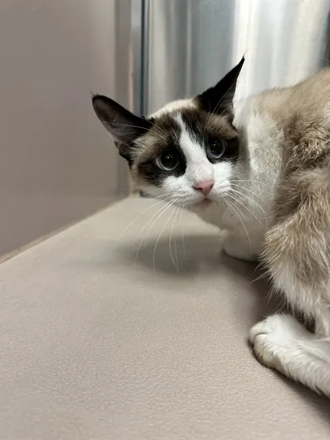 Adoptable Cat