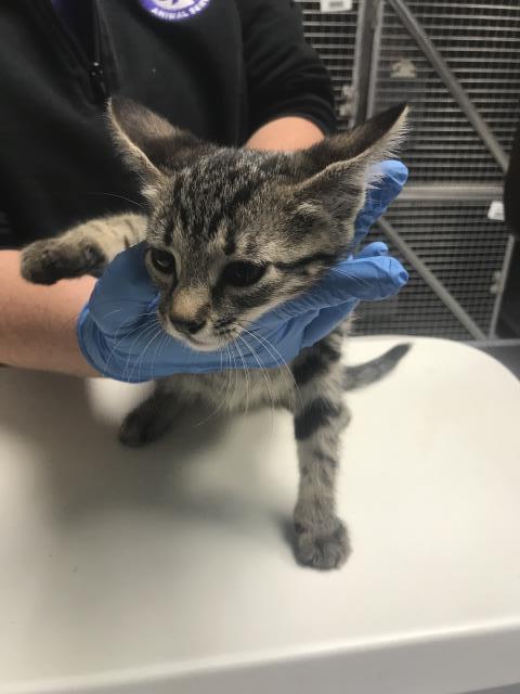Adoptable Cat