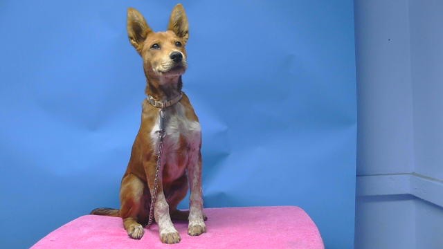 Adoptable Dog