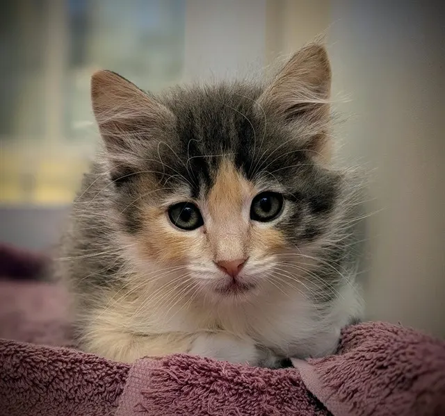 Pippa