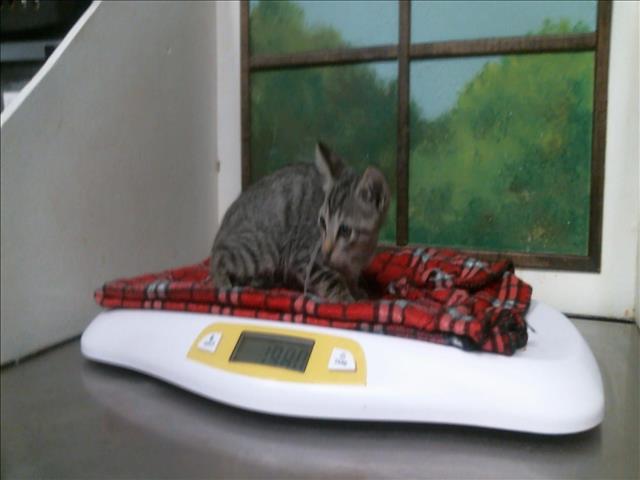 Beerus