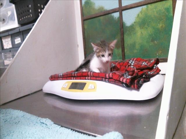 Libby
