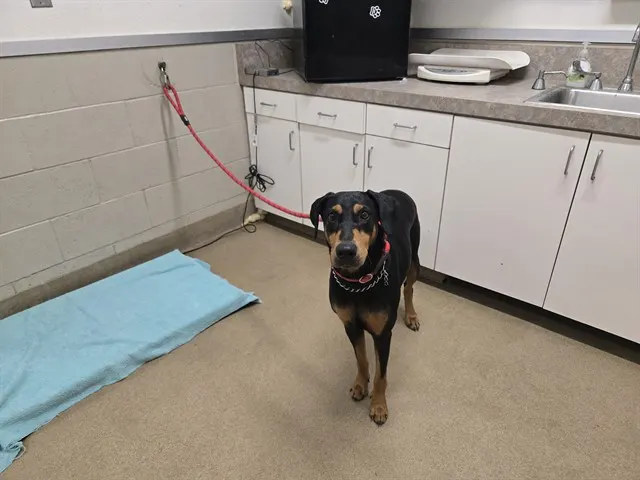 Adoptable Dog