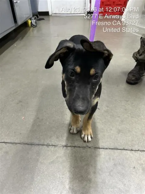 Adoptable Dog