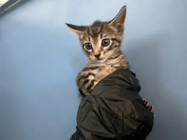 Taz