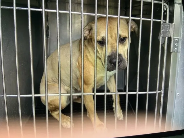 Adoptable Dog