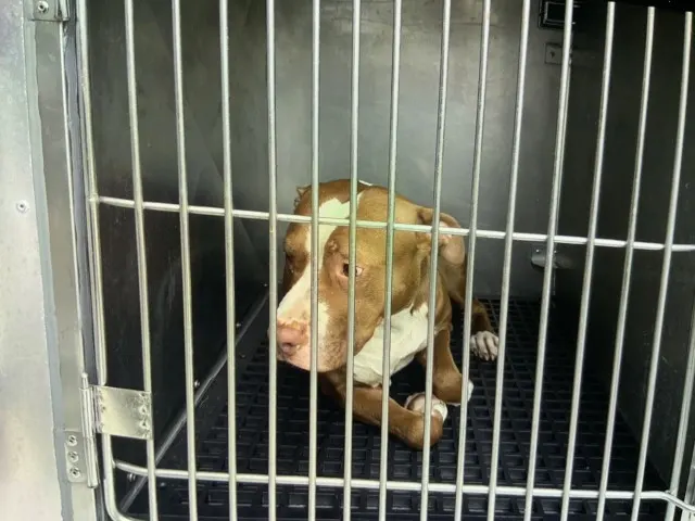 Adoptable Dog