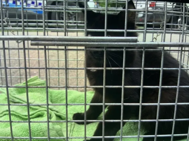 Adoptable Cat
