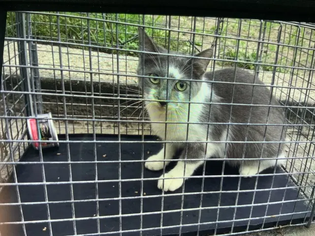 Adoptable Cat