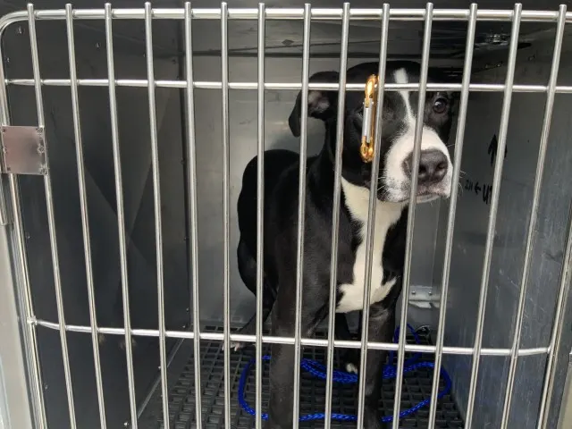 Adoptable Dog