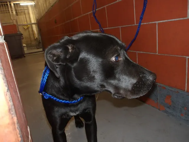 Adoptable Dog
