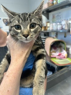 Adoptable Cat