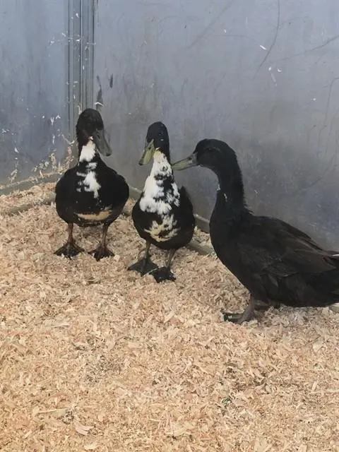 Adoptable Bird