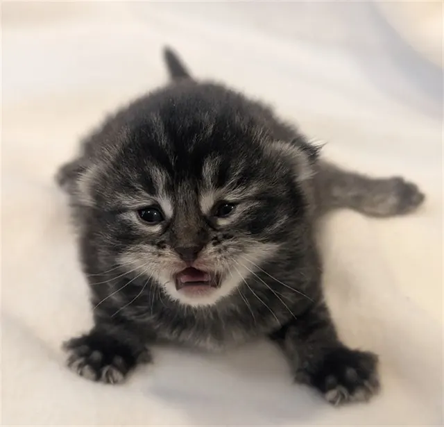 Adoptable Cat
