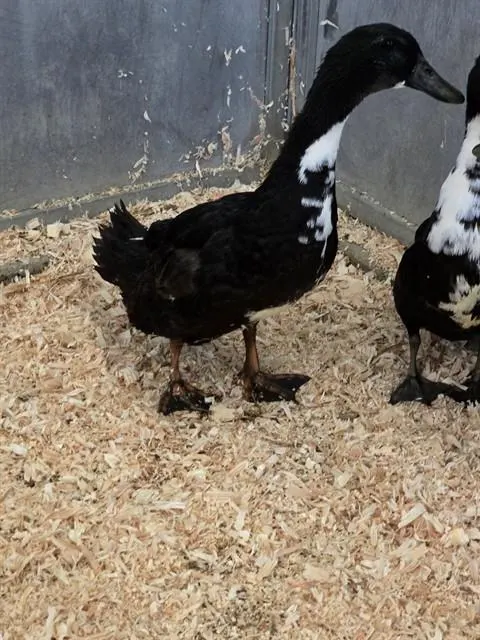 Adoptable Bird