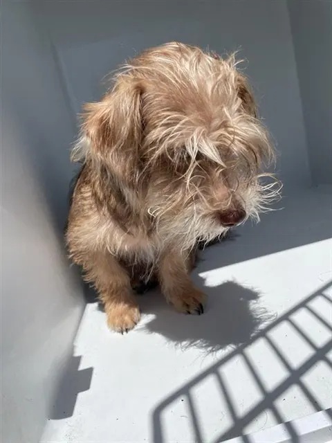 Adoptable Dog
