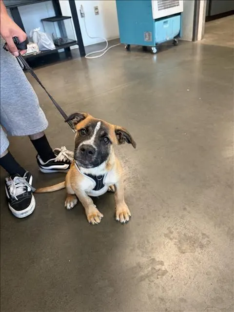 Koda