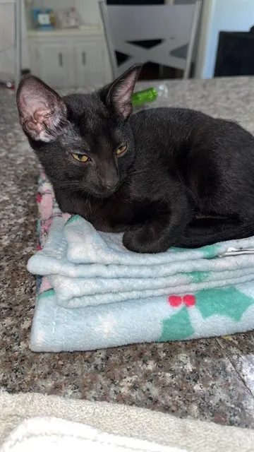 Adoptable Cat