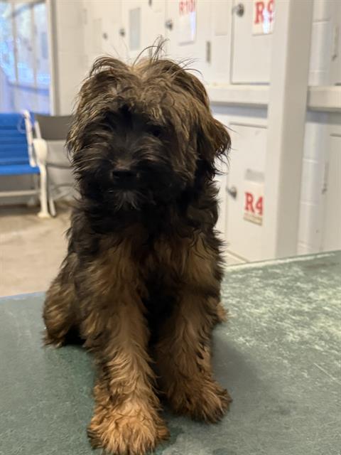 Adoptable Dog