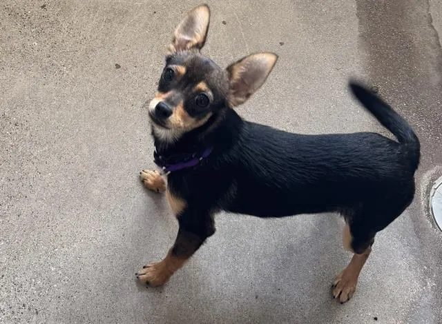 Bonnie