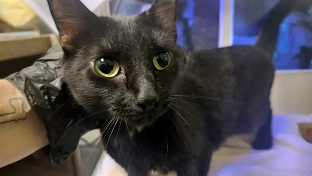 Blackie